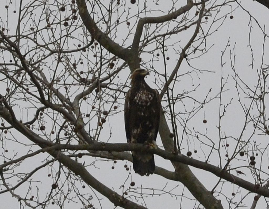 Rapace id.:  giovane Aquila reale